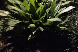 Path & Garden Lighting
